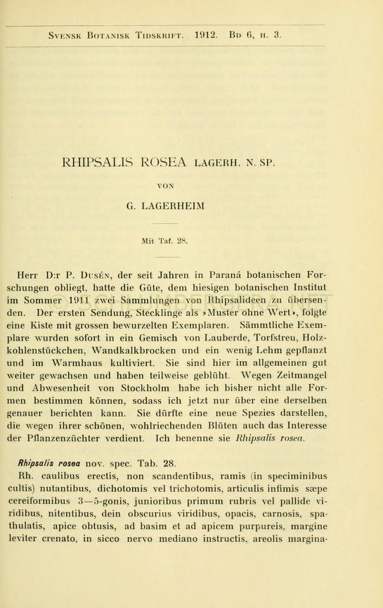 Rhipsalidopsis rosea