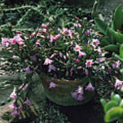 Easter cactus rhipsalidopsis rosea poster by peter etchellsscience photo library