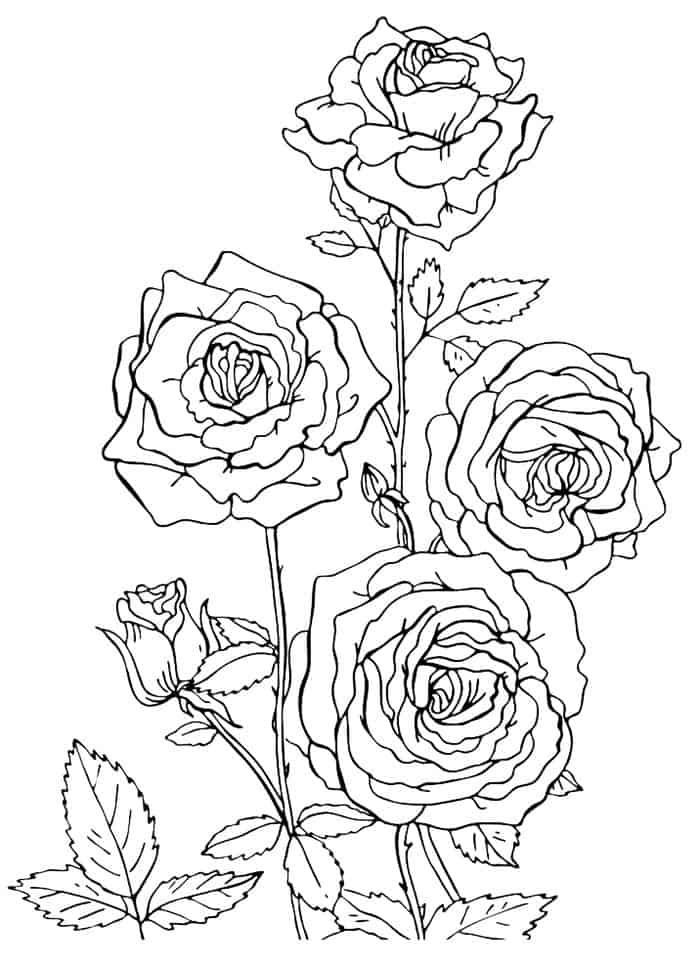 Rose garden coloring pages rose coloring pages flower coloring pages mandala coloring pages