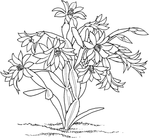 Rhipsalidopsis rosea cactus coloring page free printable coloring pages