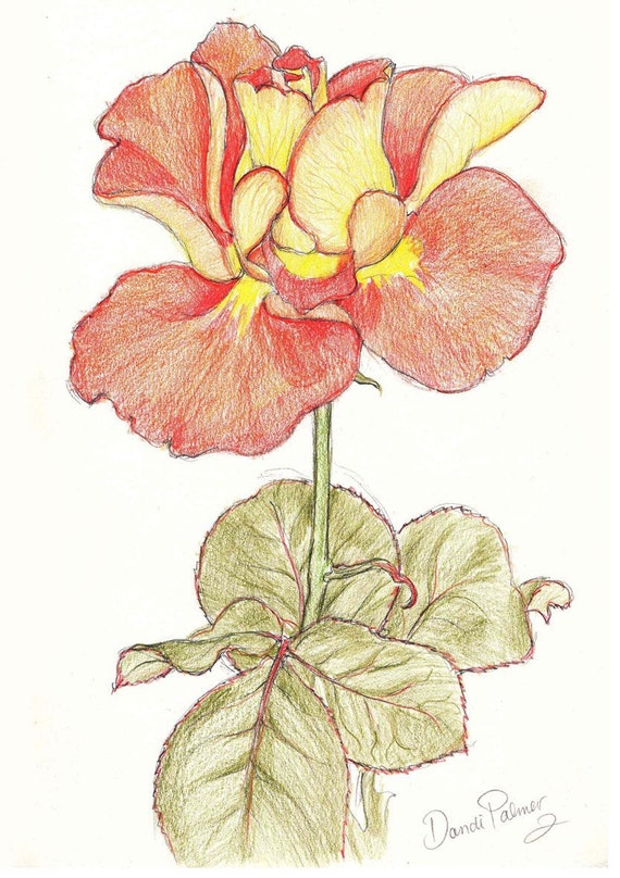 Acanthus hypericum lavatera phlomis lanata phygelius capensis rhipsalidopsis roses to print out