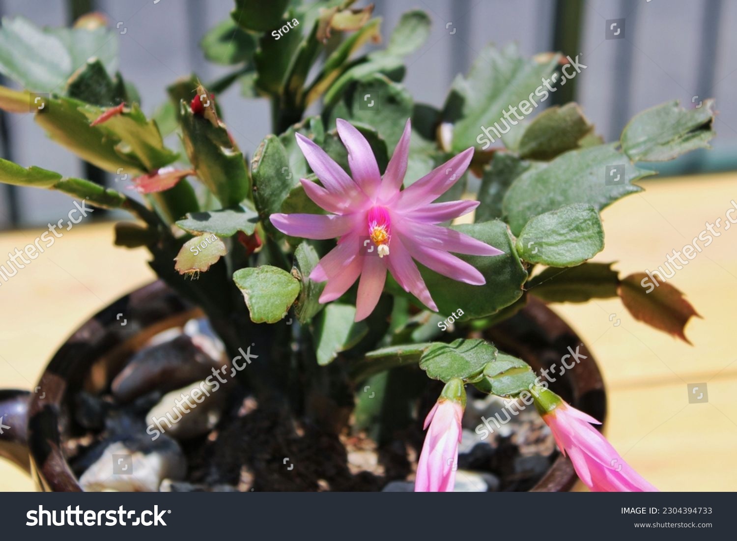 Rhipsalidopsis gaertneri images stock photos d objects vectors