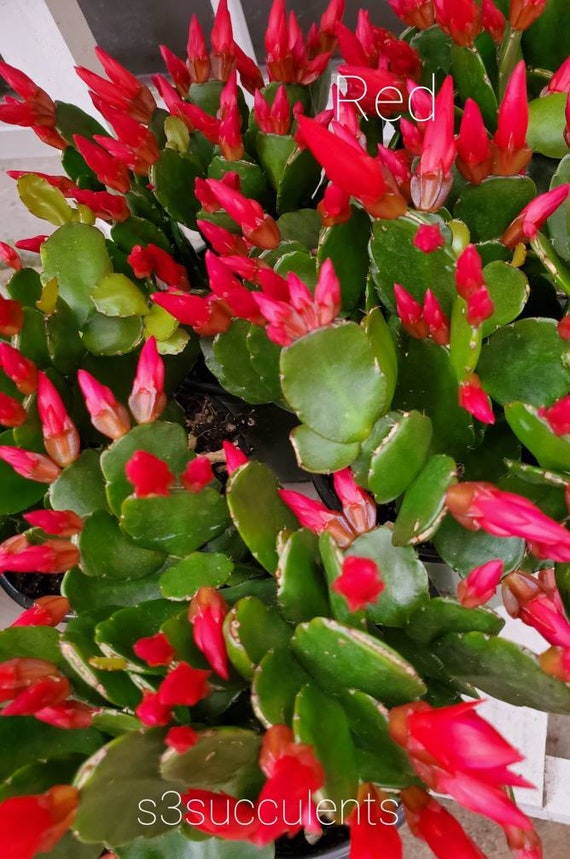 Easter cactus pink orange red live plant rooted rhipsalidopsis hatiora
