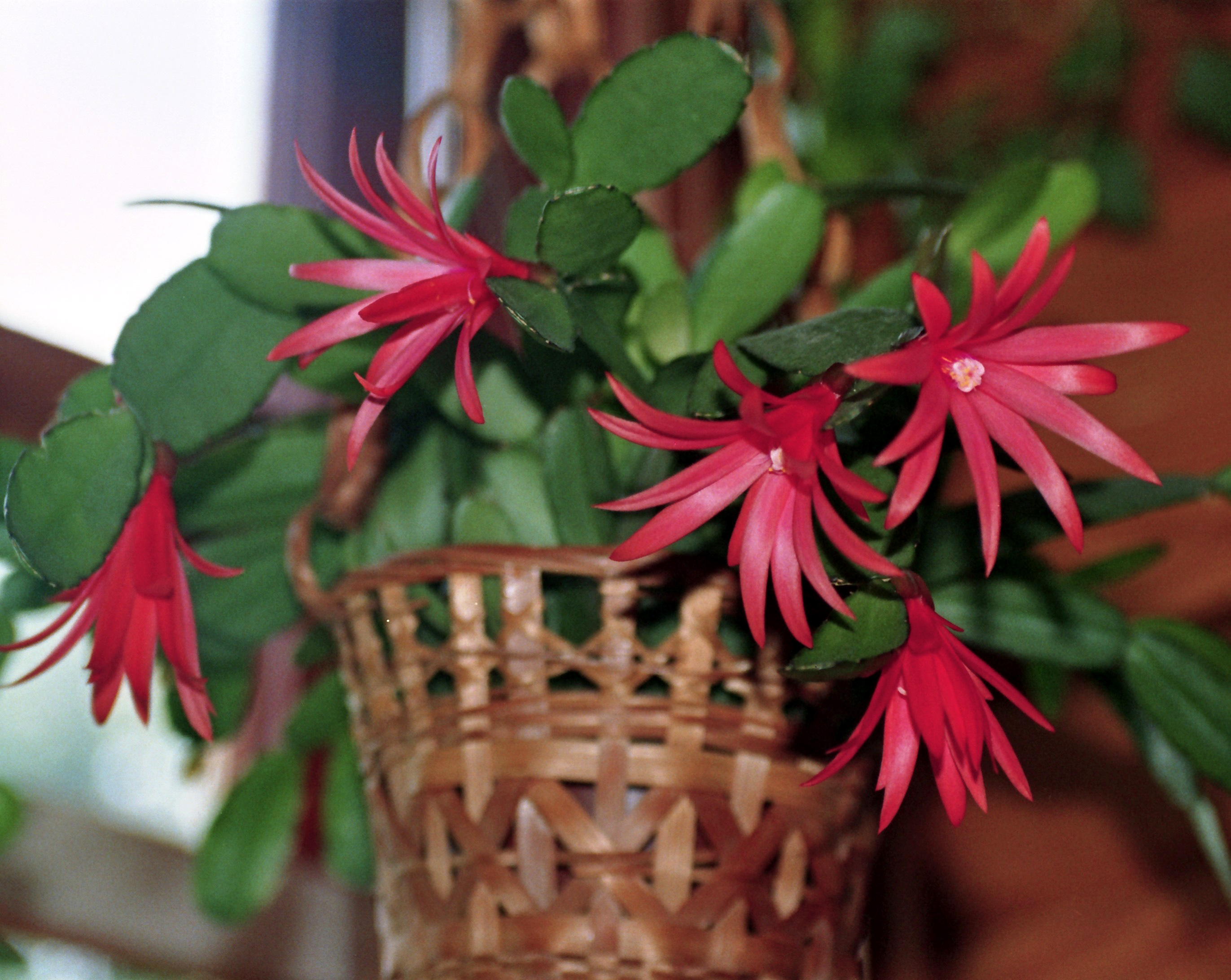 Easter cactus no spines yet still a prickly customer