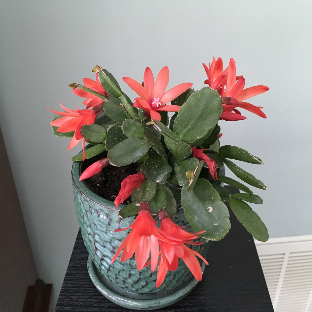 Rhipsalidopsis rosea north carolina extension gardener plant toolbox
