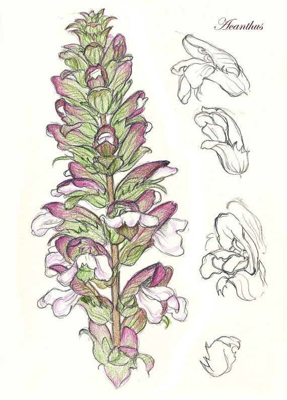 Acanthus hypericum lavatera phlomis lanata phygelius capensis rhipsalidopsis roses to print out