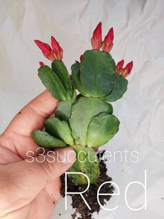 Easter cactus pink orange red live plant rooted rhipsalidopsis hatiora