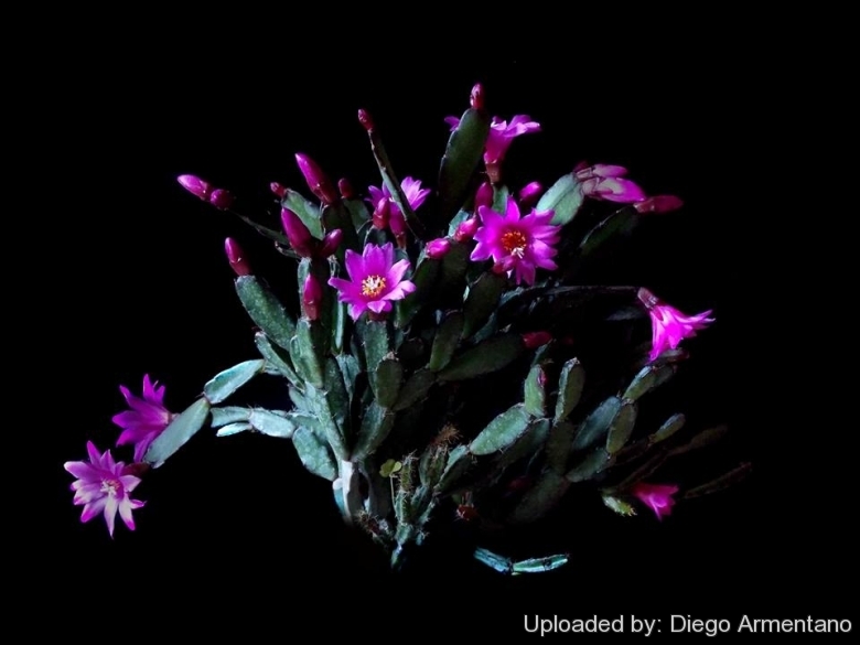 Rhipsalidopsis rosea