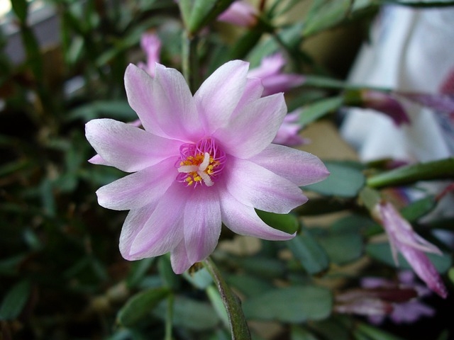 The coastal gardener