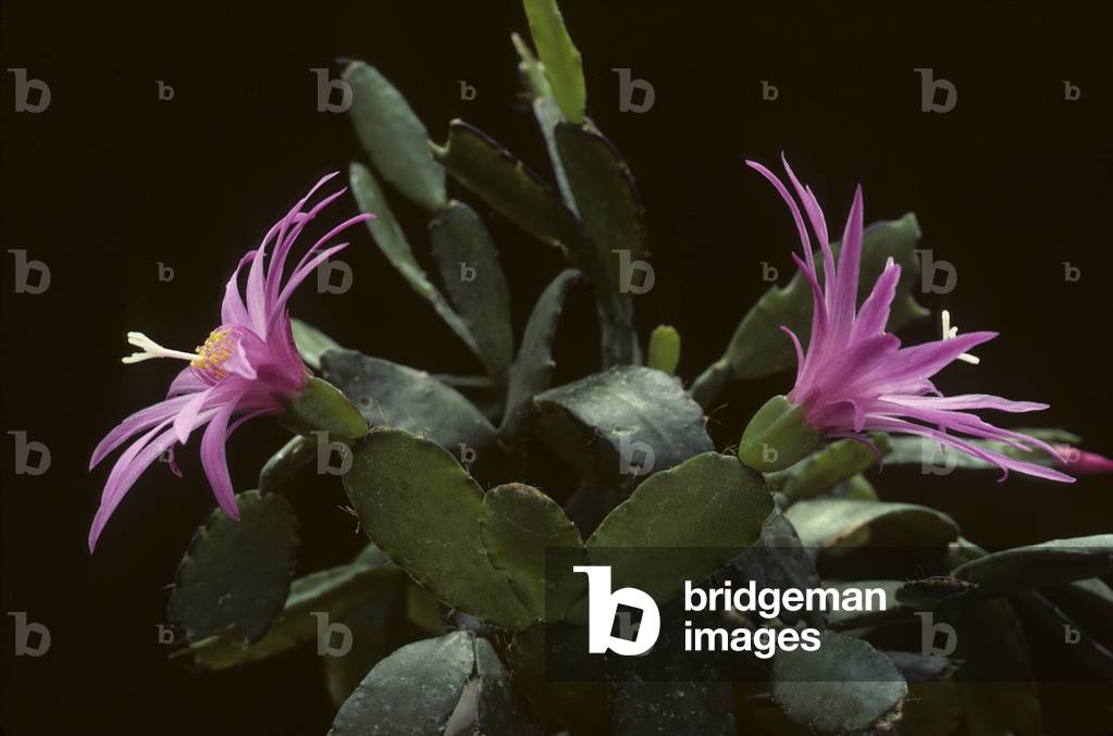 Image of hatiora rosearhipsalidopsis roseaeaster cactus
