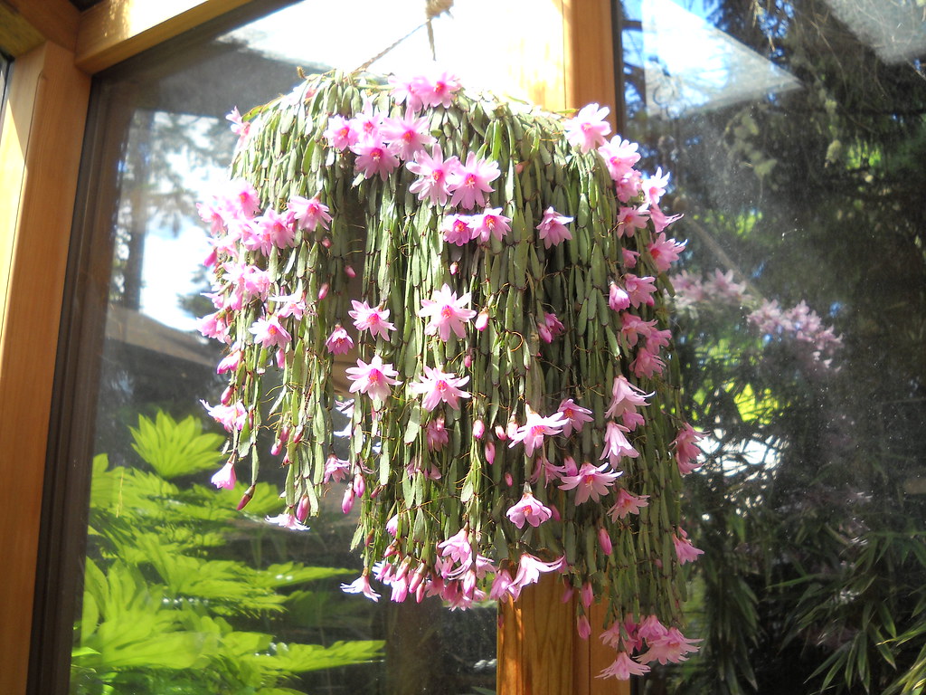 Rhipsalidopsis rosea this plant had a lot of blooms this yâ lee smythe