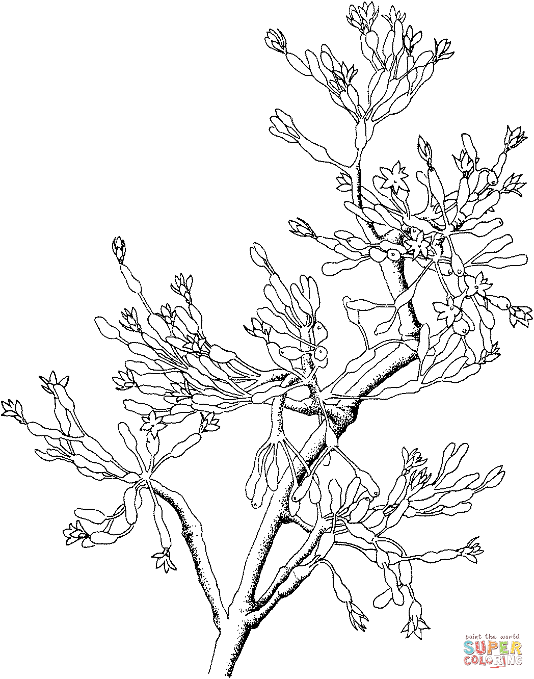 Hatiora or eastern cactus coloring page free printable coloring pages