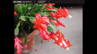 Rhipsalidopsis rosea north carolina extension gardener plant toolbox