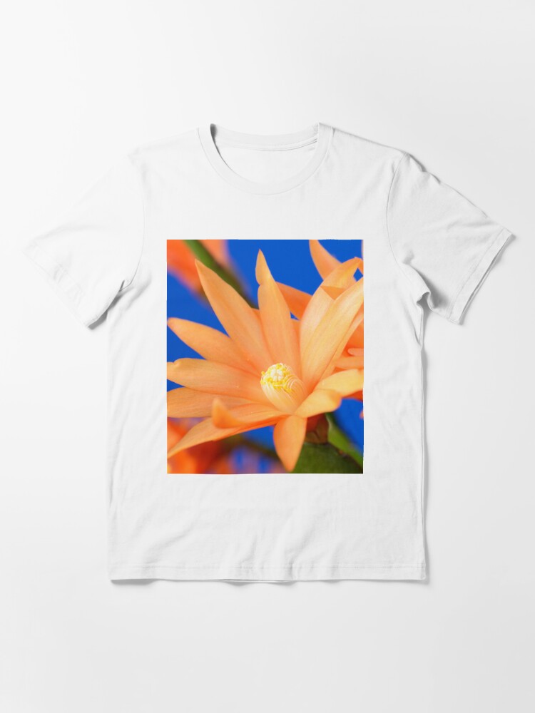 Rhipsalidopsis easter cactus essential t