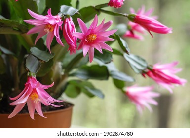 Best easter cactus royalty