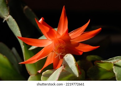 Best easter cactus royalty