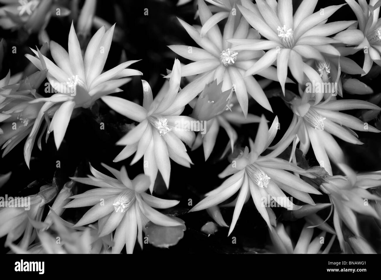 Rhipsalidopsis hi