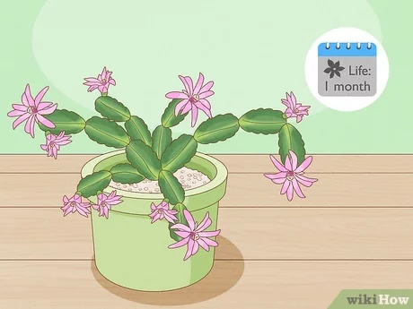 How to make an easter cactus bloom with pictures