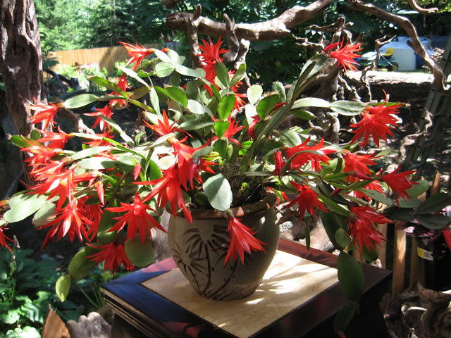 Easter cactus how to grow and care for spring cactus and dwarf easter cactus rhipsalidopsis