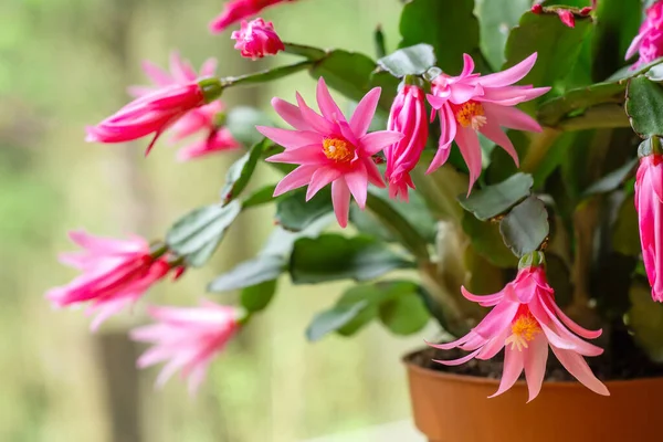 Easter cactus stock photos royalty free easter cactus images