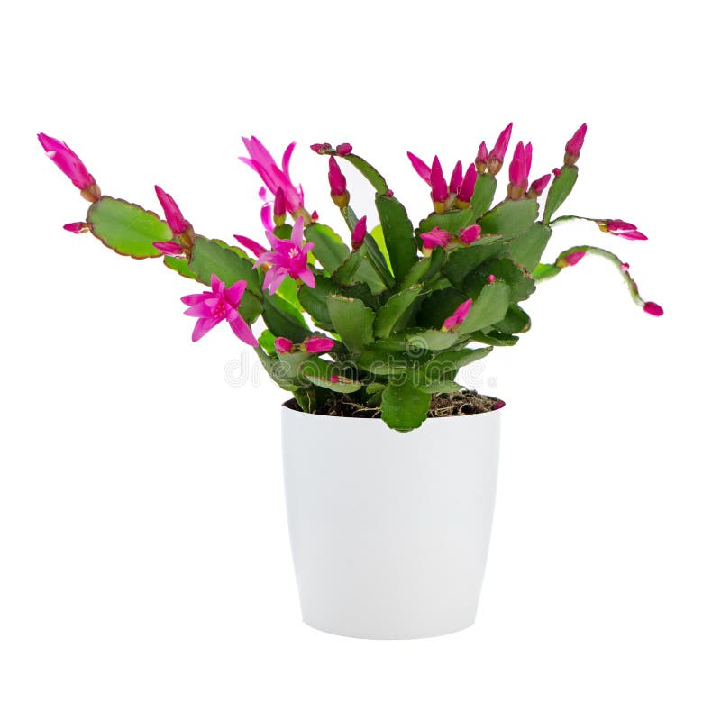 Easter cactus stock photos