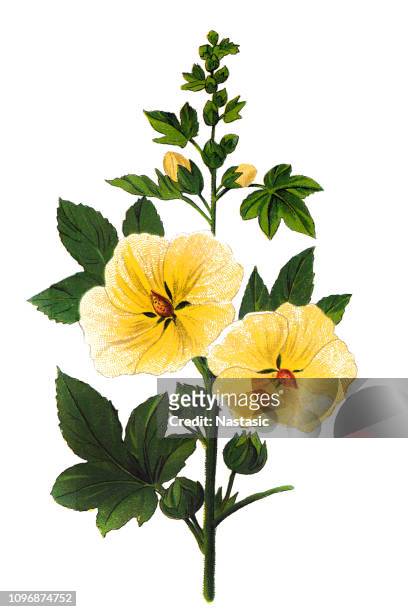 Black hollyhock stock photos high