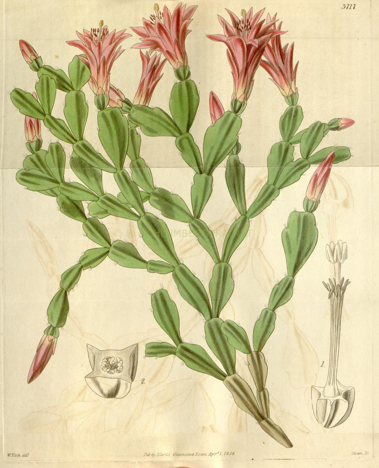 Russelliana