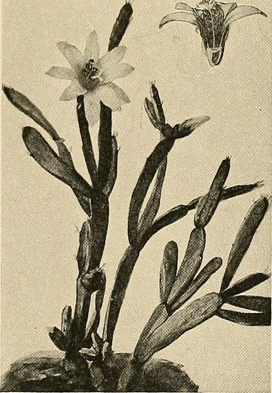 Image from page of the cactaceae descriptions and iâ