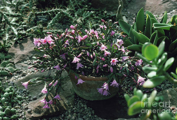 Easter cactus rhipsalidopsis rosea art print by peter etchellsscience photo library