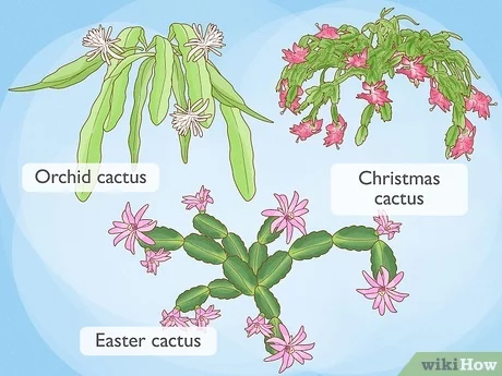 How to make an easter cactus bloom with pictures