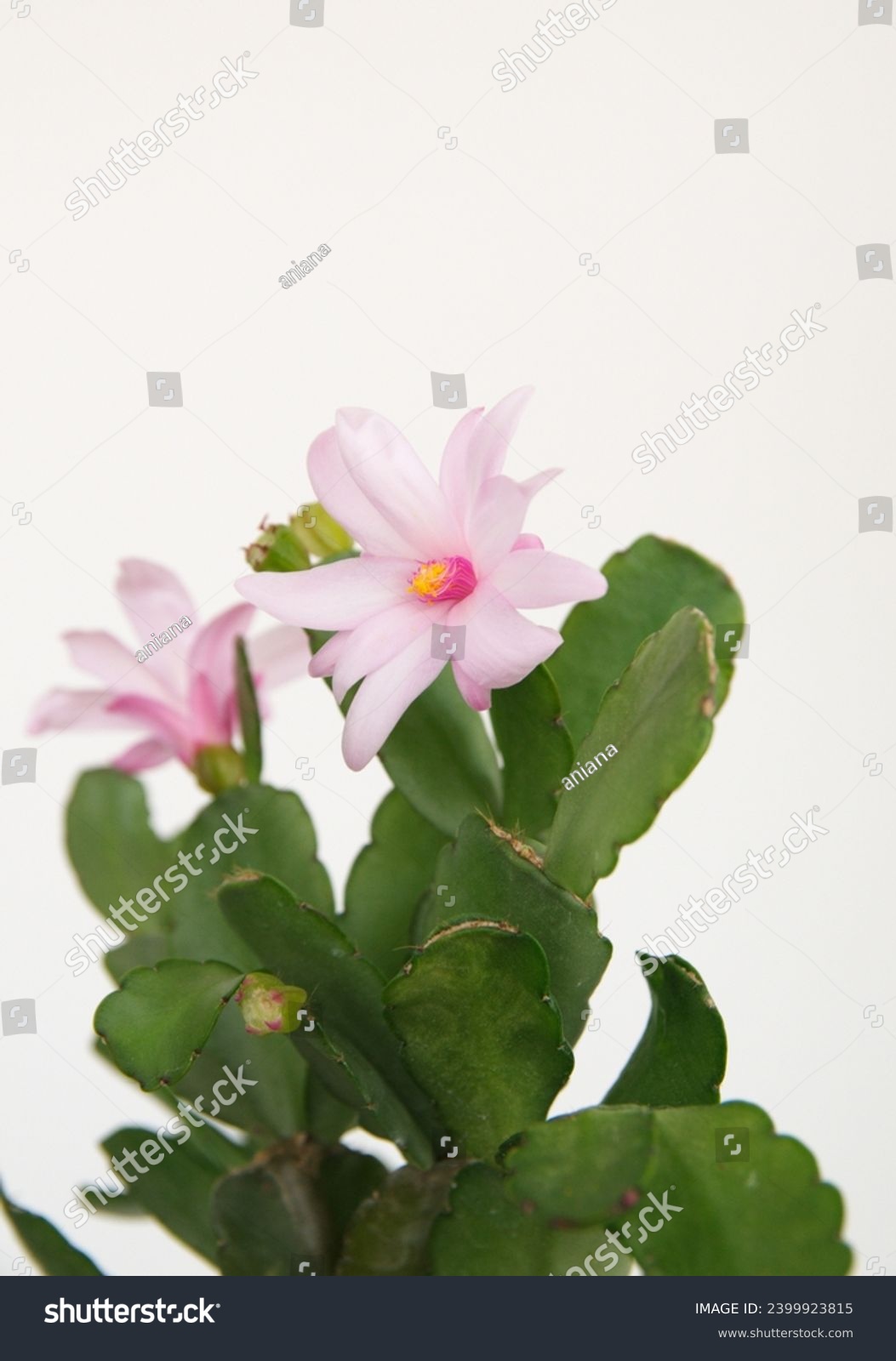 Rhipsalidopsis gaertneri images stock photos d objects vectors
