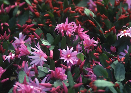 Easter cactus no spines yet still a prickly customer