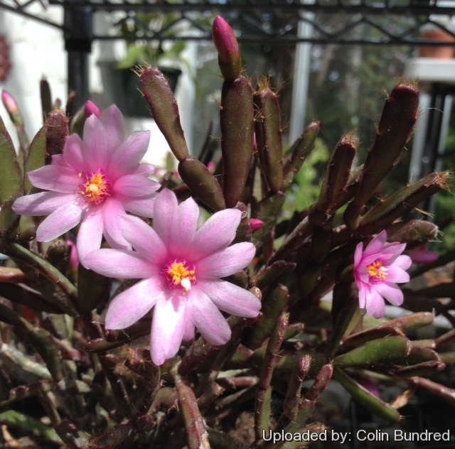 Rhipsalidopsis rosea
