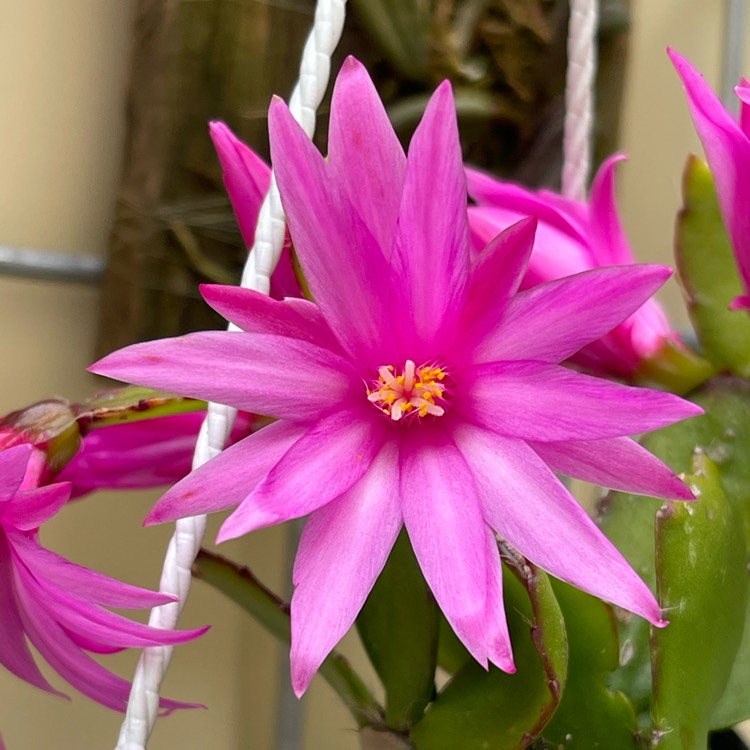 Schlumbergera rosea rose easter cactus