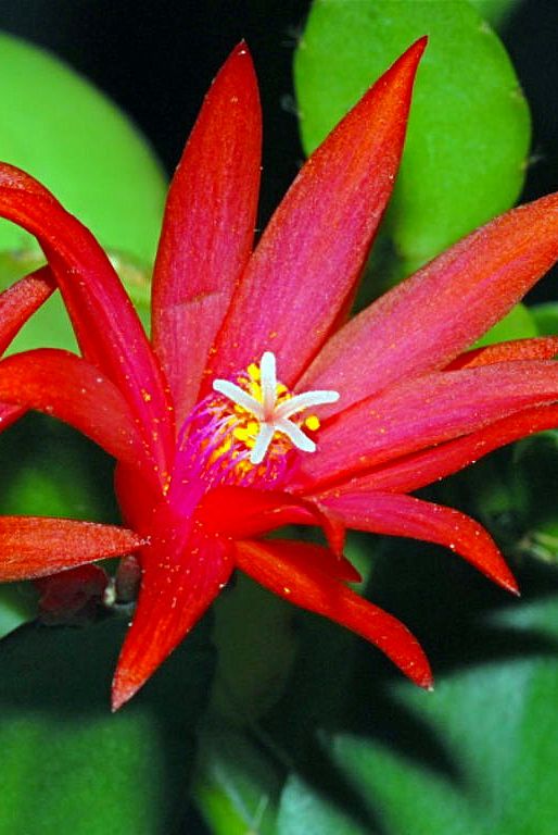Easter cactus care tips
