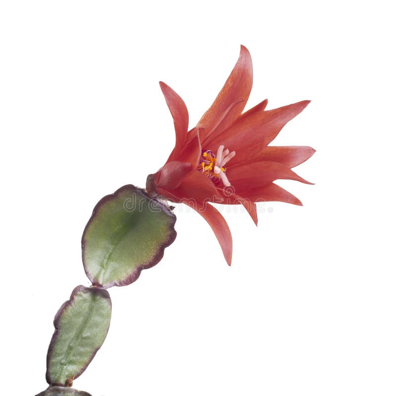 Easter cactus stock photos