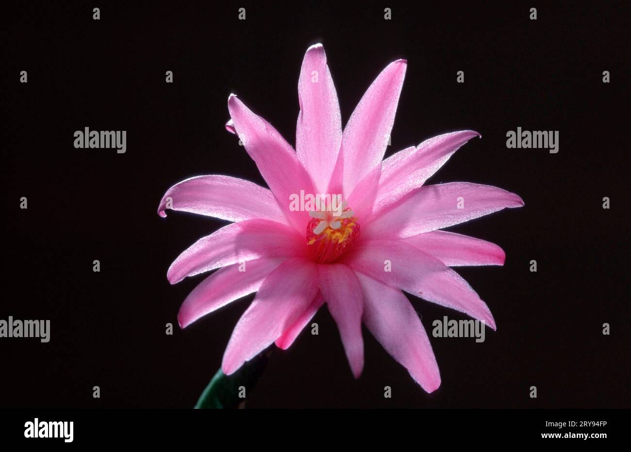 Rhipsalidopsis flower pink hi