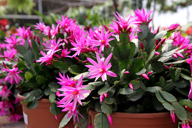 Rhipsalis cactus stock photos pictures royalty