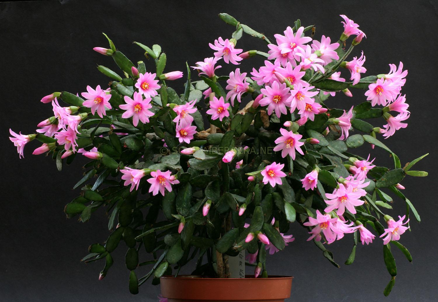 Rhipsalidopsis rosea