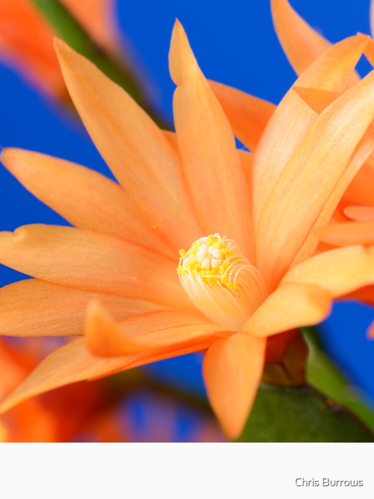 Rhipsalidopsis easter cactus essential t