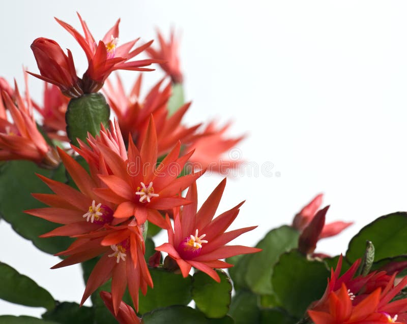 Easter cactus stock photos