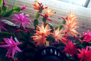 Easter cacti rhipsalidopsis hatiora history page