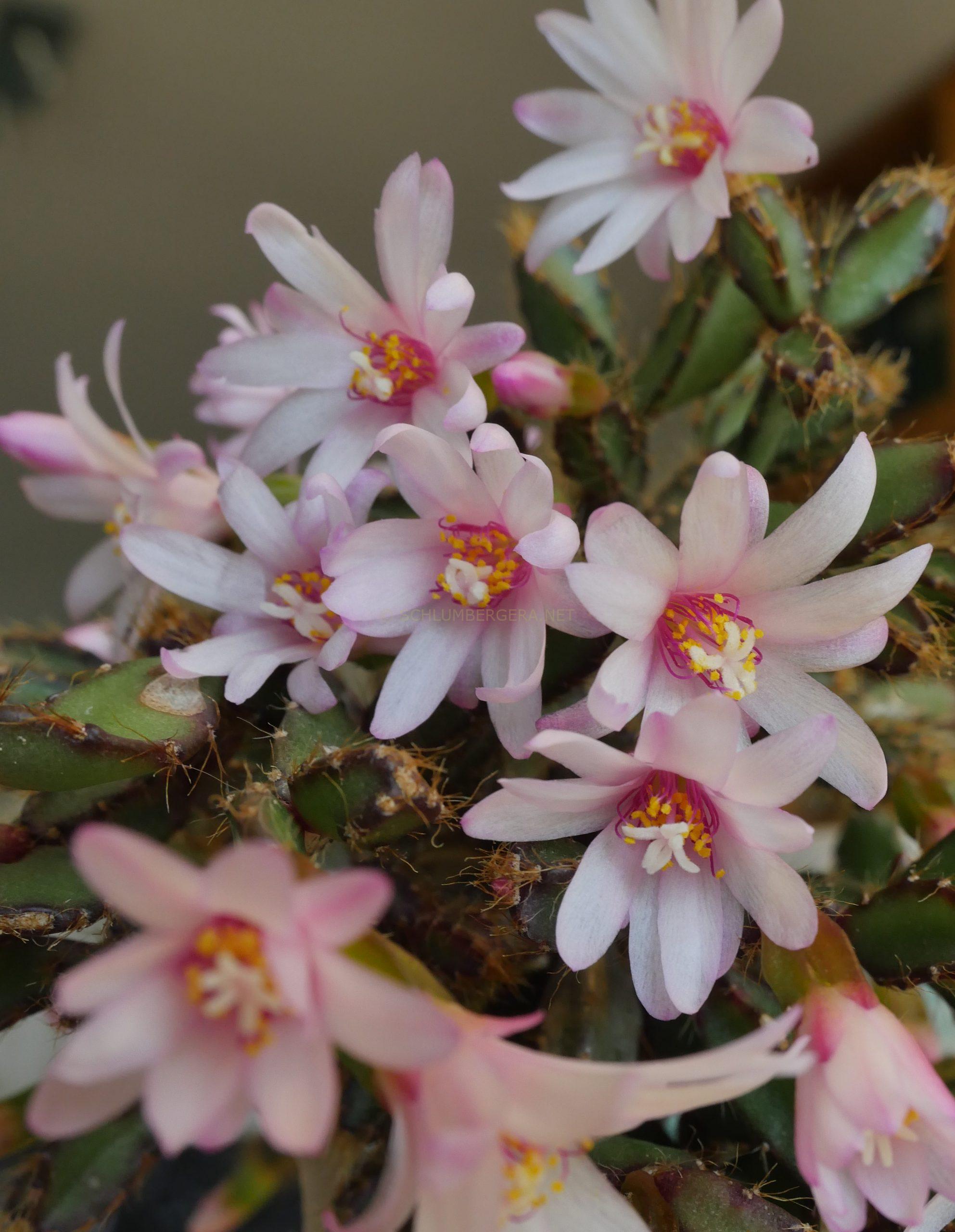 Rhipsalidopsis rosea