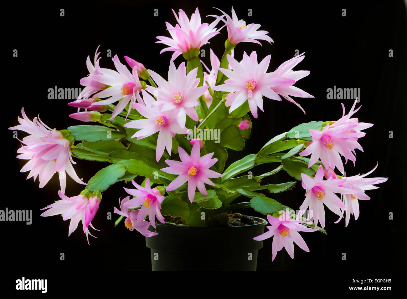 Black rose succulent hi