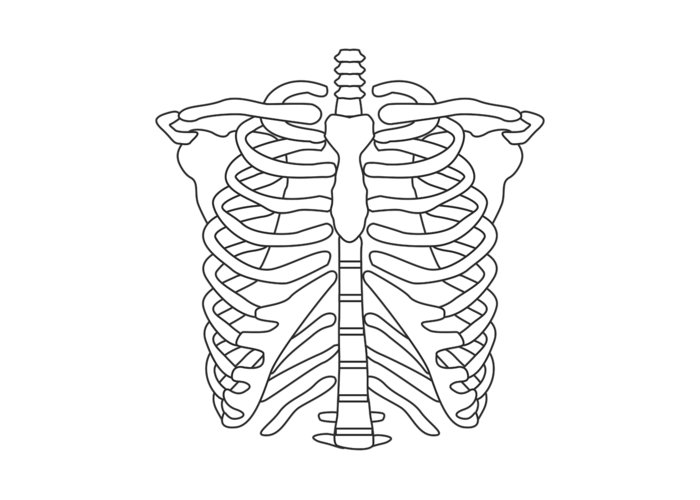 Halloween costume skeleton rib cage greeting card by john ko