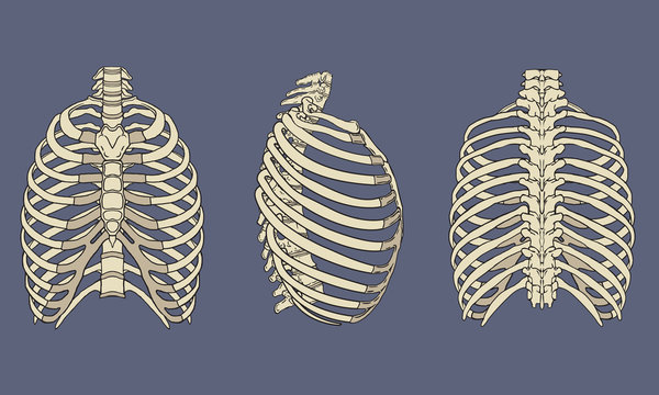 Human rib cage images â browse photos vectors and video
