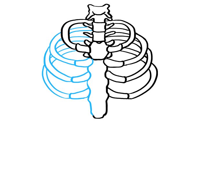 How to draw a rib cage