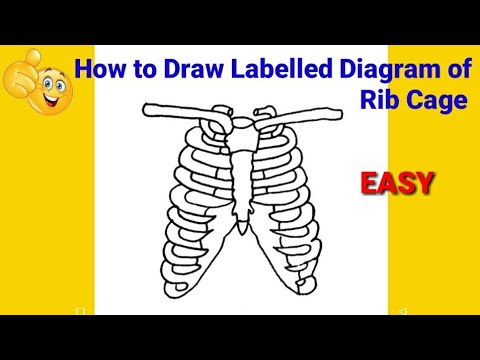 How to draw diagram of rib cage how to draw rib cage how to draw rib cage step by step