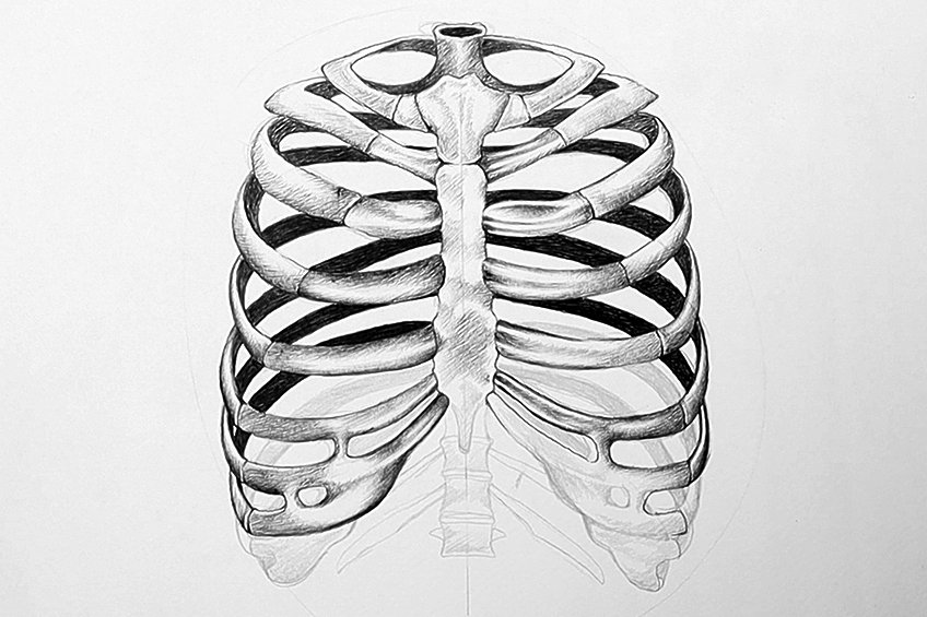 How to draw a rib cage