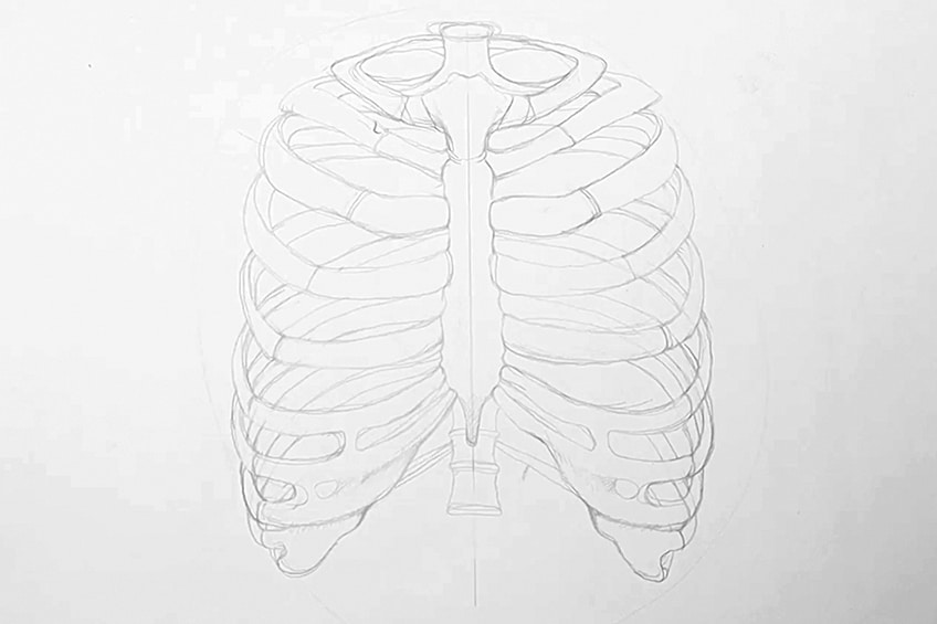How to draw a rib cage